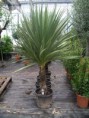 cordyline indivisa ( kurdele Çiçeği )